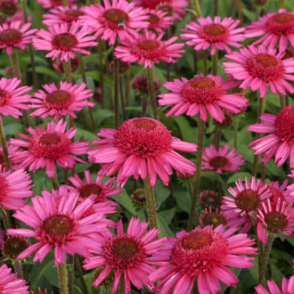 Echinacea Delicious Candy, С2 изображение 6