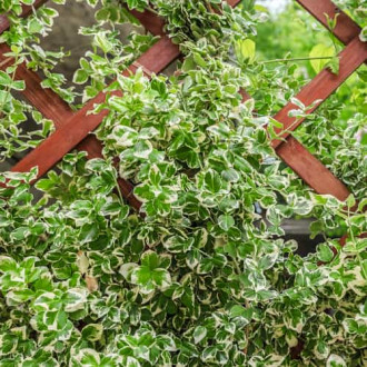 Euonymus fortunei Silver Queen, С2 изображение 3