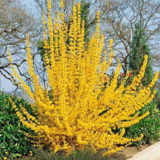 Forsythia intermedia Golden Times, С2 изображение 4