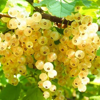 Френско грозде бяло Blanka изображение 5