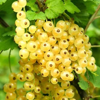 Френско грозде бяло Juterbog изображение 1