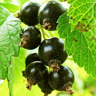 Френско грозде черно Ben Alder изображение 5