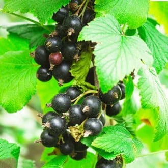 Френско грозде черно Ben Loyal изображение 2