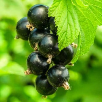 Френско грозде черно Ruben изображение 2