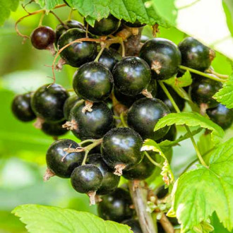 Френско грозде черно Titania изображение 5