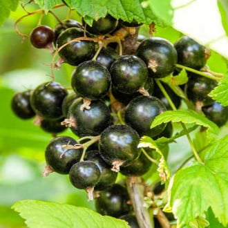 Френско грозде черно Titania изображение 3