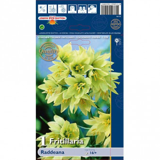 Фритилария Raddeana изображение 4