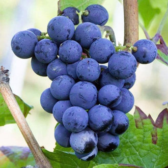 Лоза Cabernet Cortis изображение 2