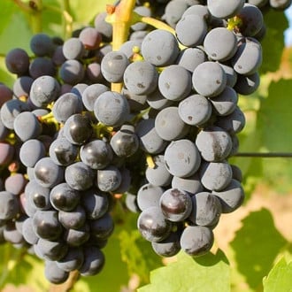 Лоза Regent изображение 12