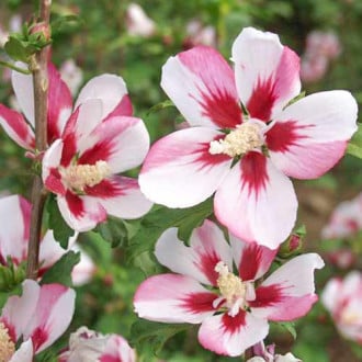 Хибискус Hamabo изображение 13