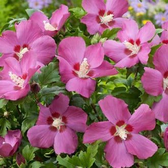 Хибискус Russian Violet изображение 2