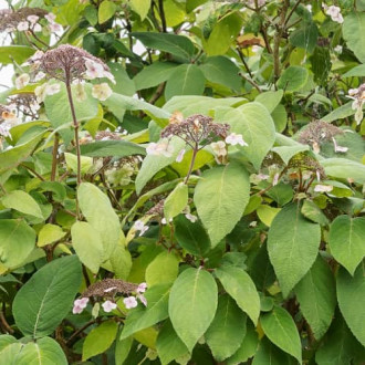 Hydrangea aspera Rosemary Foster, С2 изображение 5