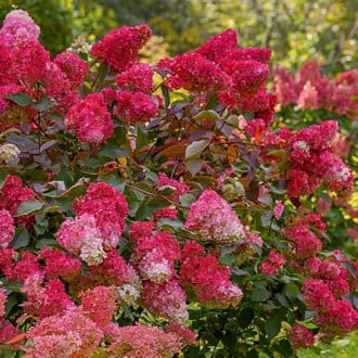 Hydrangea panic. Petite Flori, С2 изображение 1