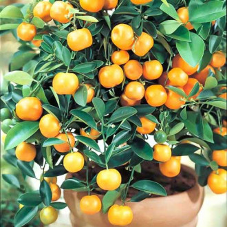 Каламондин Panama Orange изображение 6