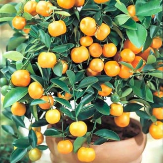 Каламондин Panama Orange изображение 2