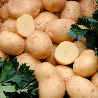 Картофи Adora изображение 2
