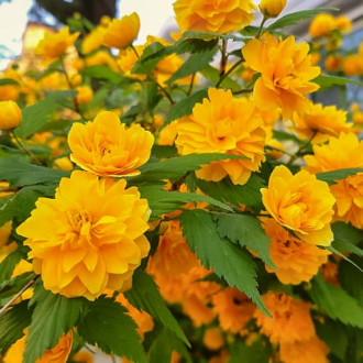 Kerria japonica Pleniflora, С2 изображение 6