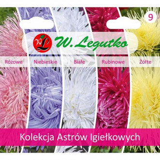Колекция астри игличести, 5 сорта изображение 2