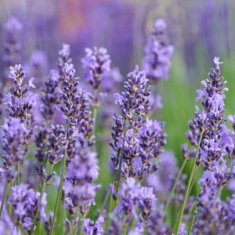 Лавандула обикновена Sensational, P9 изображение 14