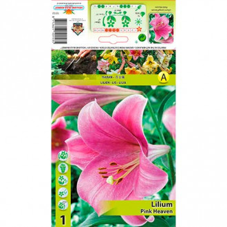 Лилиум Pink Heaven изображение 5