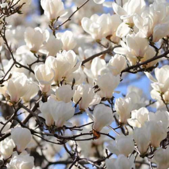 Magnolia Alba Superba, С2 изображение 3