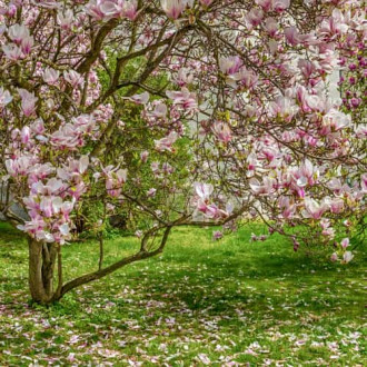 Magnolia Rustica Rubra, С2 изображение 6