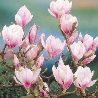 Магнолия Festirose, P9 изображение 3