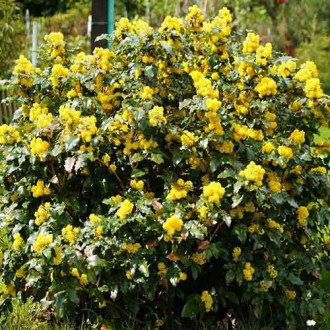 Магония падуболистная изображение 13