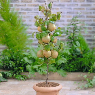 mini Круша GardenPearl® изображение 6
