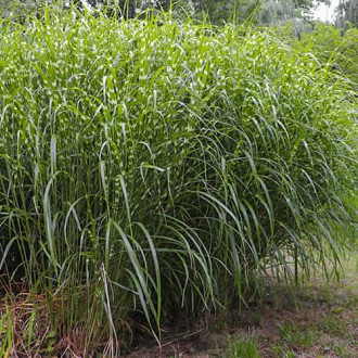 Miscanthus sinensis Little Zebra, С2 изображение 5