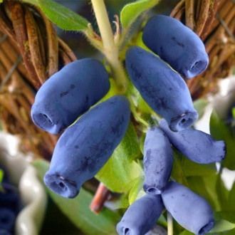 Орлов нокът ядлив Honeyberry изображение 5