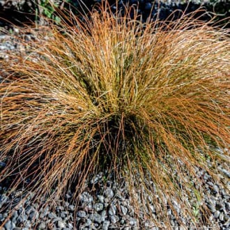 Острица (Carex testacea) Prairie Fire изображение 1