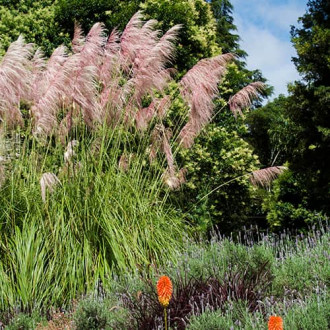 Пампаска трева Pink Feather изображение 2