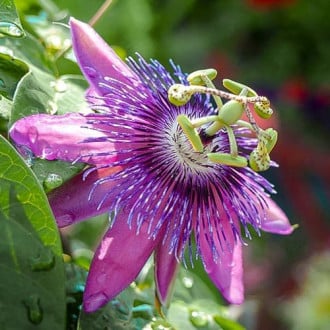 Пасифлора Purple изображение 5