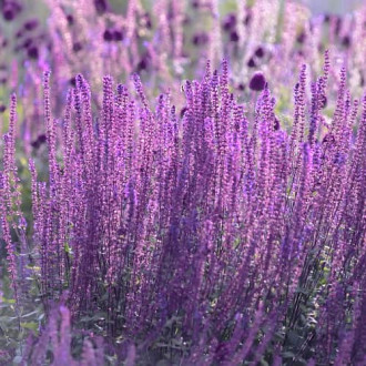 Perovskia atriplicifolia Little Spire, С2 изображение 1