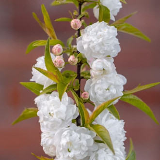 Prunus glandulosa Alba Plena, С2 фото 10 Prunus glandulosa Alba Plena, С2 изображение 10