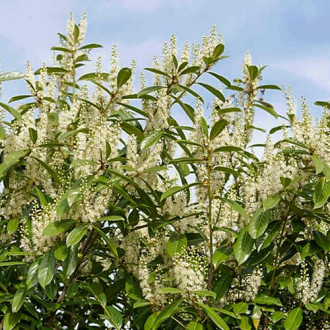 Prunus laurocerasus Rotundifolia, С2 фото 11 Prunus laurocerasus Rotundifolia, С2 изображение 11