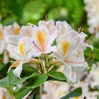 Rhododendron Arima, С2 изображение 2