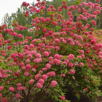 Rhododendron Homebush, С2 изображение 3