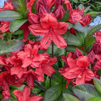 Rhododendron Nabucco, С2 изображение 4