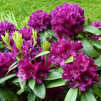 Рододендрон Kali изображение 13