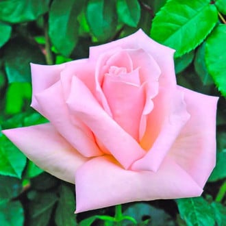 Роза чаен хибрид Antonella изображение 1