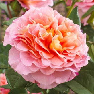 Роза чаен хибрид Augusta Luise изображение 1