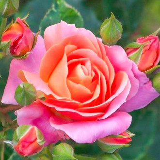 Роза чаен хибрид Belle Epoque® изображение 6