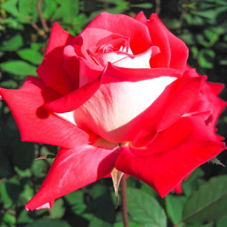 Роза чаен хибрид Bicolette изображение 2