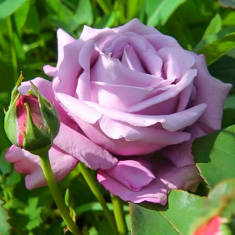 Роза чаен хибрид Blue Monday® изображение 5