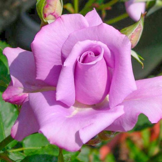 Роза чаен хибрид Blue  Violet изображение 4