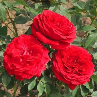 Роза чаен хибрид Cherry Vaza изображение 1