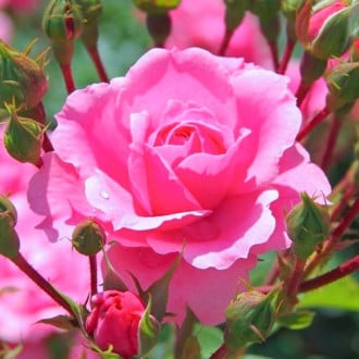 Роза чаен хибрид Cream Pink изображение 6