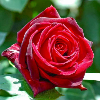 Роза чаен хибрид Cygne Noir изображение 6